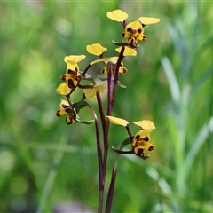 Diuris pardina (Leopard Doubletail) at Glenroy, NSW - 18 Sep 2025 by KylieWaldon