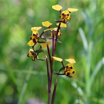 Diuris pardina (Leopard Doubletail) at Glenroy, NSW - 18 Sep 2025 by KylieWaldon