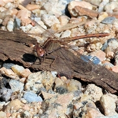 Diplacodes bipunctata (Wandering Percher) at Glenroy, NSW - 18 Sep 2025 by KylieWaldon