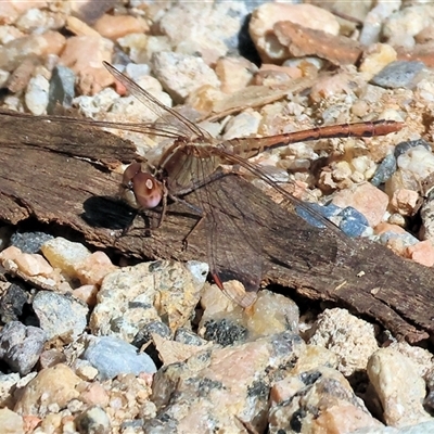 Diplacodes bipunctata (Wandering Percher) at Glenroy, NSW - 18 Sep 2025 by KylieWaldon