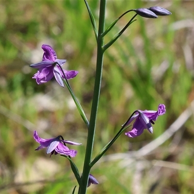 Arthropodium fimbriatum at Glenroy, NSW - 18 Sep 2025 by KylieWaldon