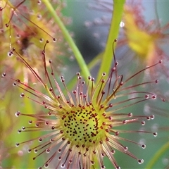 Drosera (genus) at Albury, NSW - 18 Sep 2025 by KylieWaldon