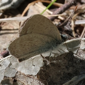 Zizina otis (Common Grass-Blue) at Glenroy, NSW - 18 Sep 2025 by KylieWaldon