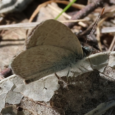 Zizina otis (Common Grass-Blue) at Glenroy, NSW - 18 Sep 2025 by KylieWaldon