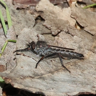 Asilinae sp. (subfamily) at Albury, NSW - 18 Sep 2025 by KylieWaldon