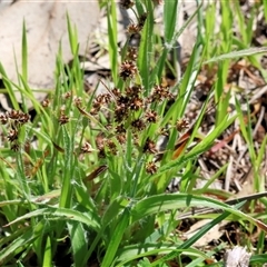 Luzula (genus) at Glenroy, NSW - 18 Sep 2025 by KylieWaldon