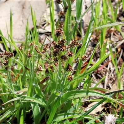 Luzula (genus) at Glenroy, NSW - 18 Sep 2025 by KylieWaldon
