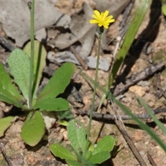Unverified Daisy at Glenroy, NSW - 18 Sep 2025 by KylieWaldon