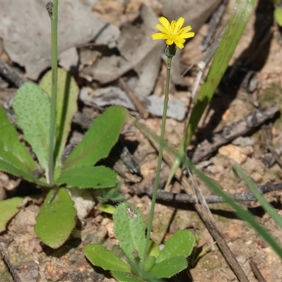 Unverified Daisy at Glenroy, NSW - 18 Sep 2025 by KylieWaldon