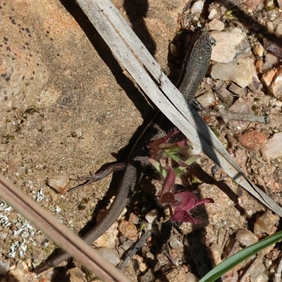 Unverified Skink at Glenroy, NSW - 18 Sep 2025 by KylieWaldon