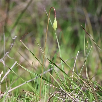 Unverified Plant at Glenroy, NSW - 18 Sep 2025 by KylieWaldon