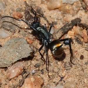 Polyrhachis ammon (Golden-spined Ant, Golden Ant) at Glenroy, NSW - 18 Sep 2025 by KylieWaldon