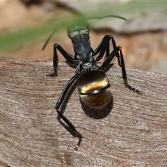Polyrhachis ammon at Glenroy, NSW - 18 Sep 2025 11:01 AM