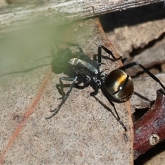 Polyrhachis ammon at Glenroy, NSW - 18 Sep 2025 11:01 AM