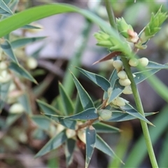 Melichrus urceolatus at Glenroy, NSW - 18 Sep 2025 by KylieWaldon
