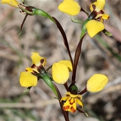 Diuris pardina (Leopard Doubletail) by KylieWaldon