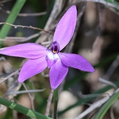 Glossodia major (Wax Lip Orchid) at Glenroy, NSW - 18 Sep 2025 by KylieWaldon
