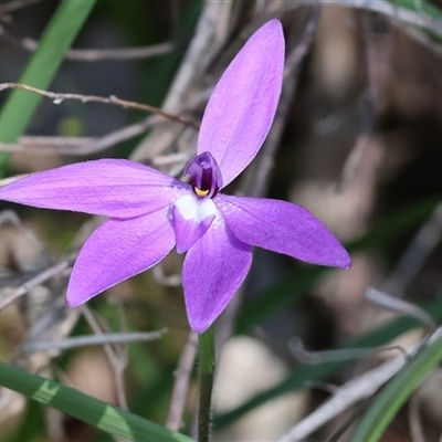 Glossodia major (Wax Lip Orchid) at Glenroy, NSW - 18 Sep 2025 by KylieWaldon
