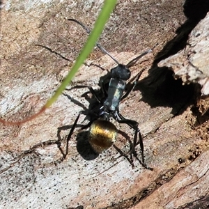 Polyrhachis ammon (Golden-spined Ant, Golden Ant) at Glenroy, NSW - 18 Sep 2025 by KylieWaldon