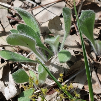 Brunonia australis at  - suppressed by KylieWaldon