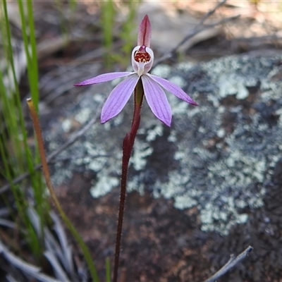 Caladenia fuscata (Dusky Fingers) at Uriarra Village, ACT - 26 Sep 2025 by JohnBundock
