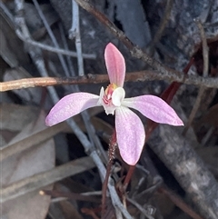 Caladenia fuscata (Dusky Fingers) at Acton, ACT - 27 Sep 2025 by Jennybach