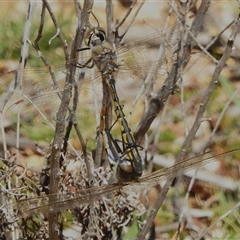 Hemicordulia tau (Tau Emerald) at Uriarra Village, ACT - 26 Sep 2025 by JohnBundock