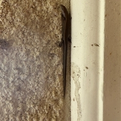 Lampropholis delicata (Delicate Skink) at Lyons, ACT - 27 Sep 2025 by ran452