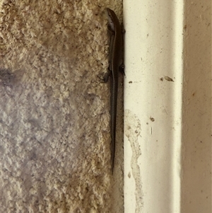 Lampropholis delicata (Delicate Skink) at Lyons, ACT - 27 Sep 2025 by ran452