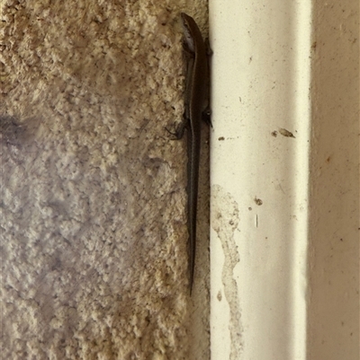Lampropholis delicata (Delicate Skink) at Lyons, ACT - 27 Sep 2025 by ran452