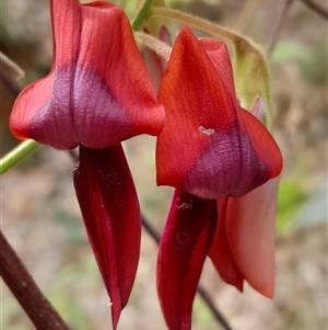 Kennedia rubicunda (Dusky Coral Pea) at Pappinbarra, NSW - 26 Sep 2025 by jonvanbeest