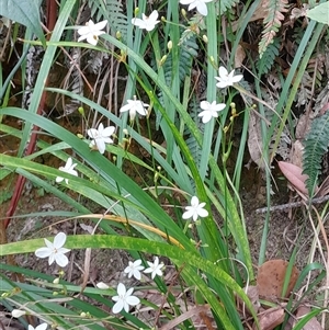 Libertia paniculata (Branching Grass-flag) at Pappinbarra, NSW - 26 Sep 2025 by jonvanbeest