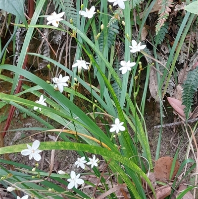 Libertia paniculata (Branching Grass-flag) at Pappinbarra, NSW - 26 Sep 2025 by jonvanbeest