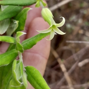 Billardiera scandens (Hairy Apple Berry) at Pappinbarra, NSW - 26 Sep 2025 by jonvanbeest