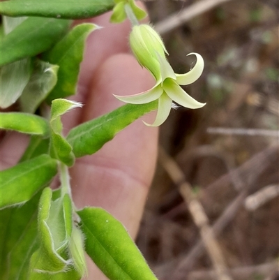 Billardiera scandens (Hairy Apple Berry) at Pappinbarra, NSW - 26 Sep 2025 by jonvanbeest