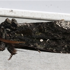 Neola semiaurata (Wattle Notodontid Moth) at Rosedale, NSW - 28 Jul 2025 by jb2602