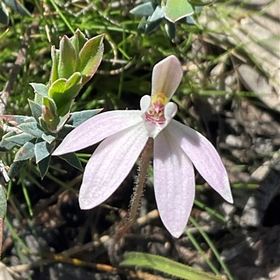Caladenia fuscata (Dusky Fingers) at Yarralumla, ACT - 27 Sep 2025 by Jennybach