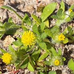 Triptilodiscus pygmaeus (Annual Daisy) at Jerrabomberra, NSW - 27 Sep 2025 by SteveBorkowskis