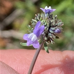 Linaria arvensis (Corn Toadflax) at Jerrabomberra, NSW - 27 Sep 2025 by SteveBorkowskis