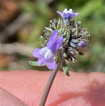Linaria arvensis (Corn Toadflax) at Jerrabomberra, NSW - 27 Sep 2025 by SteveBorkowskis