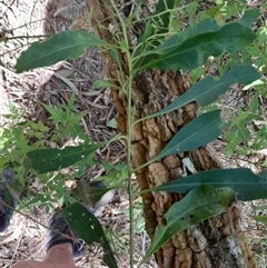 Duboisia myoporoides (Corkwood, Eye-opening Tree) at Pappinbarra, NSW - 27 Sep 2025 by jonvanbeest