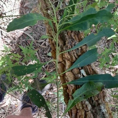 Duboisia myoporoides (Corkwood, Eye-opening Tree) at Pappinbarra, NSW - 27 Sep 2025 by jonvanbeest