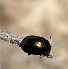 Chrysolina quadrigemina (Greater St Johns Wort beetle) at Jerrabomberra, NSW - 27 Sep 2025 by SteveBorkowskis