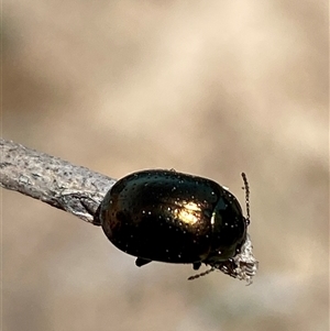 Chrysolina quadrigemina (Greater St Johns Wort beetle) at Jerrabomberra, NSW - 27 Sep 2025 by SteveBorkowskis