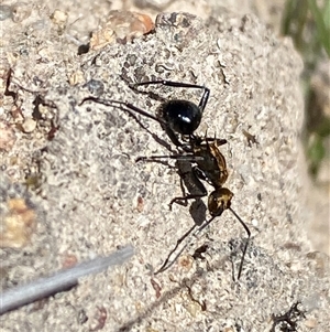 Polyrhachis semiaurata (A golden spiny ant) at Jerrabomberra, NSW - 27 Sep 2025 by SteveBorkowskis