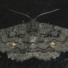 Melanodes anthracitaria (Black Geometrid) at Rosedale, NSW - 28 Jul 2025 by jb2602