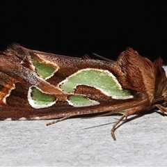 Cosmodes elegans (Green Blotched Moth) at Rosedale, NSW - 28 Jul 2025 by jb2602
