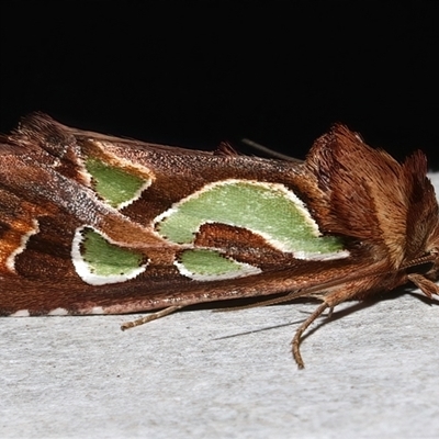Cosmodes elegans (Green Blotched Moth) at Rosedale, NSW - 28 Jul 2025 by jb2602