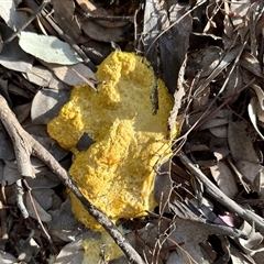 Fuligo septica (Scrambled egg slime) at Aranda, ACT - 26 Sep 2025 by KMcCue