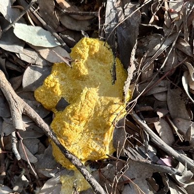 Fuligo septica (Scrambled egg slime) at Aranda, ACT - 26 Sep 2025 by KMcCue